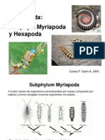 Myriapoda y Hexapoda