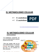 El Metabolismo Celular