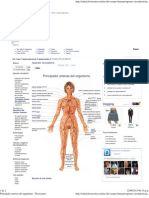 Principales Arterias Del Organismo - Doctissimo