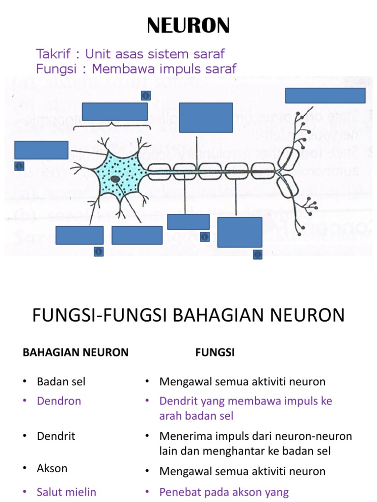 Neuron Pdf