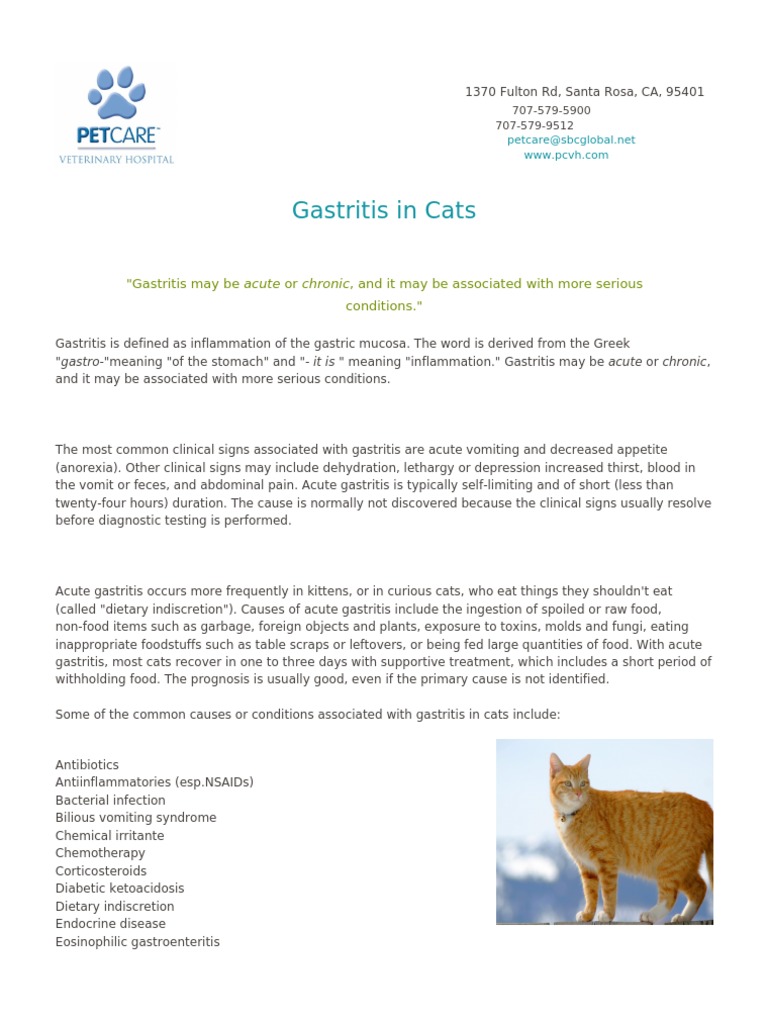 Gastritis in Cats Causes, Signs, Diagnosis and Treatment of Stomach