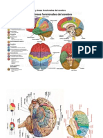 Varios - Laminas Anatomia Del Cerebro 0000