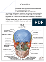 Anatomy of The Head & Neck 3 (Mandible)