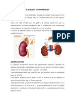 Seminario de Capsula Suprarrenal... Final