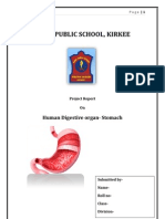 Army Public School, Kirkee: Human Digestive Organ-Stomach