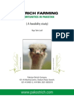 Pakistan Osriches Farming