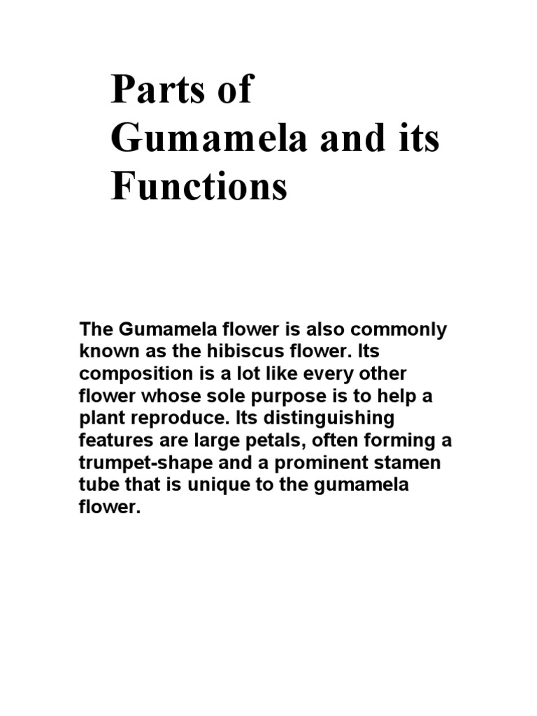 Parts of Gumamela and Its Functions Petal Flowers