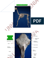 Anatomia Del Camèlido (Alpaca)