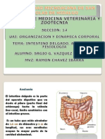Intestino Delgado, Anatomia y Fisiologia