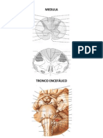 Neuroanatomia - Esquemas