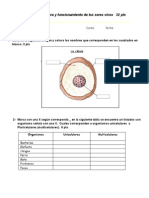 Prueba Unidad 1 Estructura y Funcionamiento de Los Seres Vivos