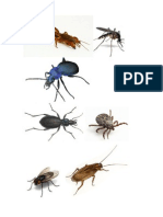 Insecte Folositoare