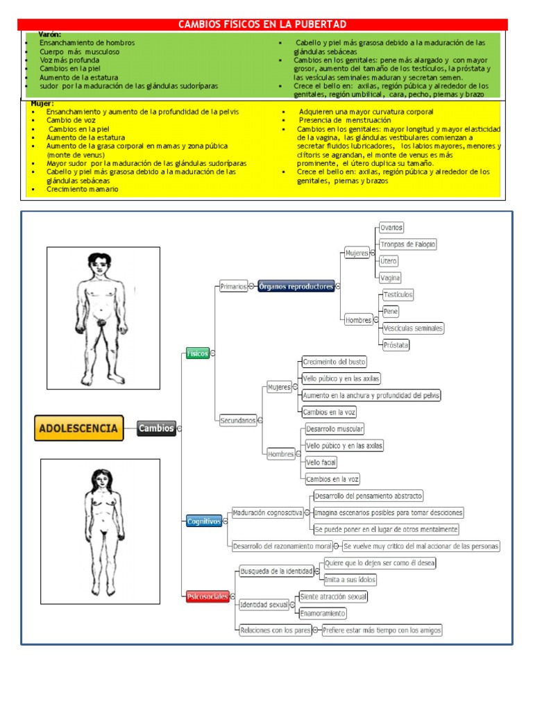 Cambios Físicos en La Pubertad | PDF | Pubertad | Pecho
