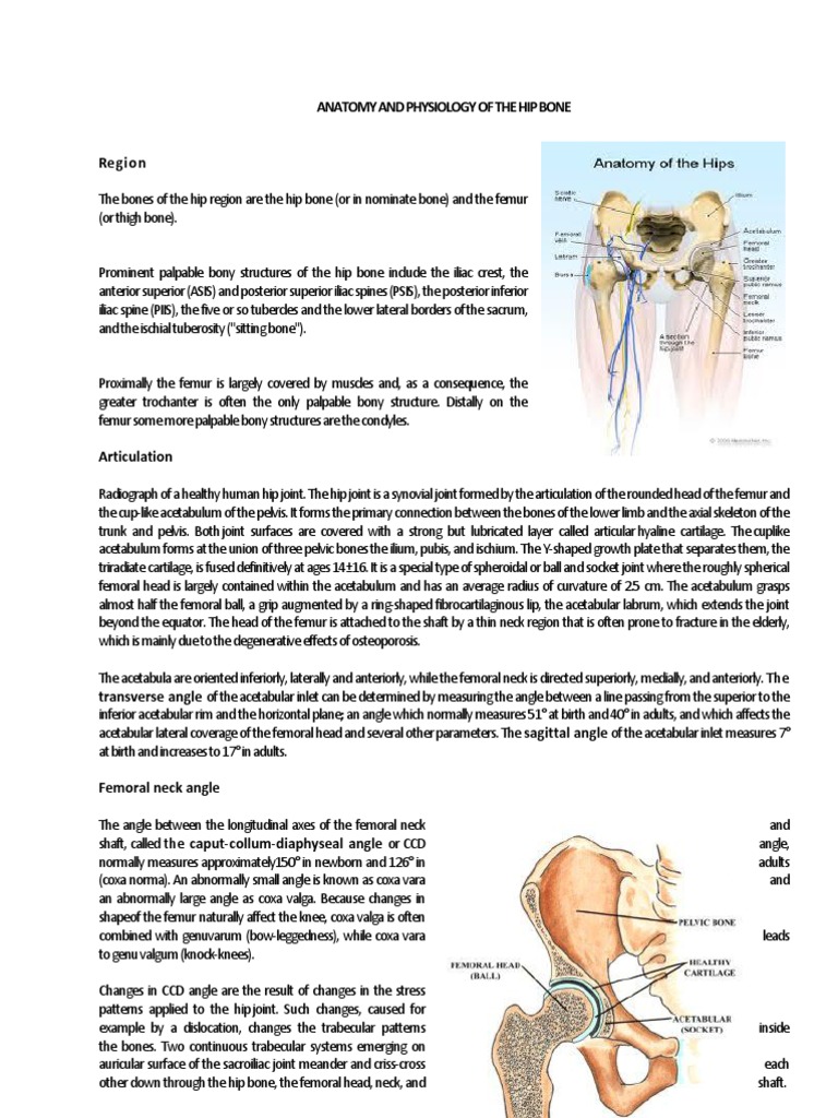 Anatomy and Physiology of the Hip Bone | Hip | Joints | Free 30-day