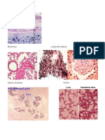 HISTOLOGI PERNAPASAN