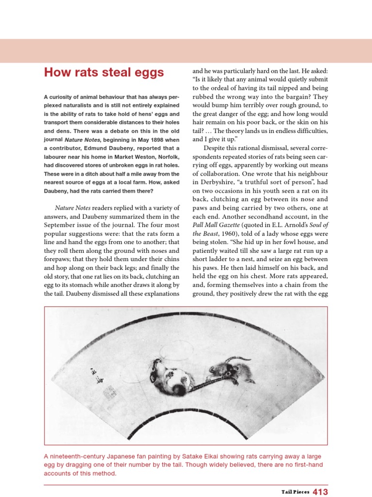 How Rats Steal Eggs Rat Psychology & Cognitive Science
