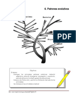 8 Patrones Evolutivos
