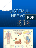 sistemul-nervos m