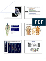 Quiro Plexo Cervical