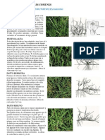 Turfgrass Species Spanish