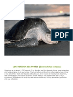 LEATHERBACK SEA TURTLE (Dermochelys Coriacea)