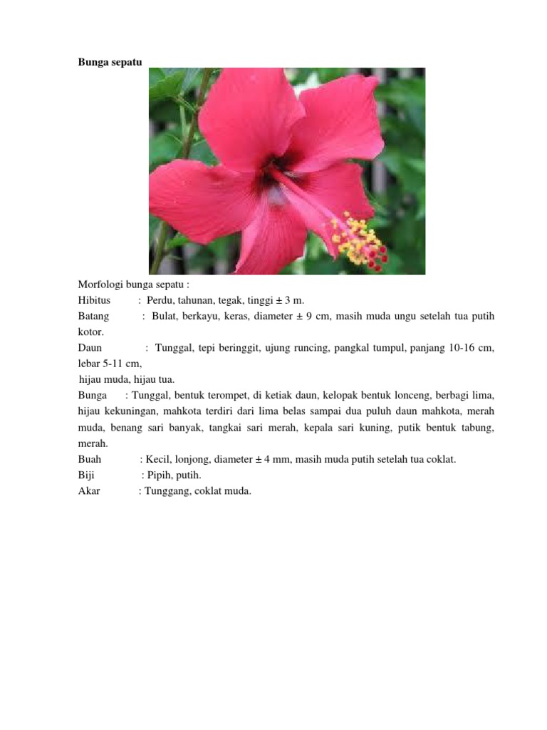 Morfologi BUNGA Dan DAUN Morfologi BUNGA Dan DAUN