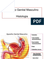 Aparelho Genital Masculino Aula Prática