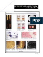 Microbiology Colour Plate No.1