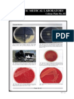 Microbiology Colour Plate No.3