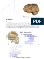 La Biologia Del Cerebro Humano