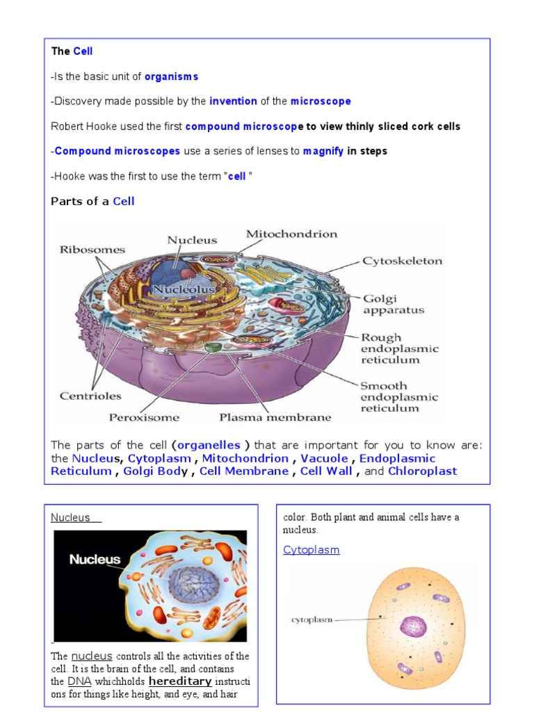 Cell | Cytoplasm | Cell (Biology) | Free 30-day Trial | Scribd