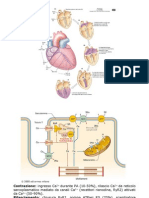 Meccanica cardiaca immagini