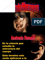 Anatomia Humana