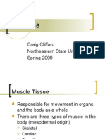 Muscle Tissue - NSU