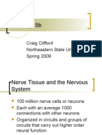 Nervous System - NSU