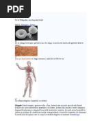 Sangele Referat