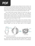 Download Porifera dan pembagian kelas-kelasnya by Agustinus Hendri Sofyan SN150995501 doc pdf
