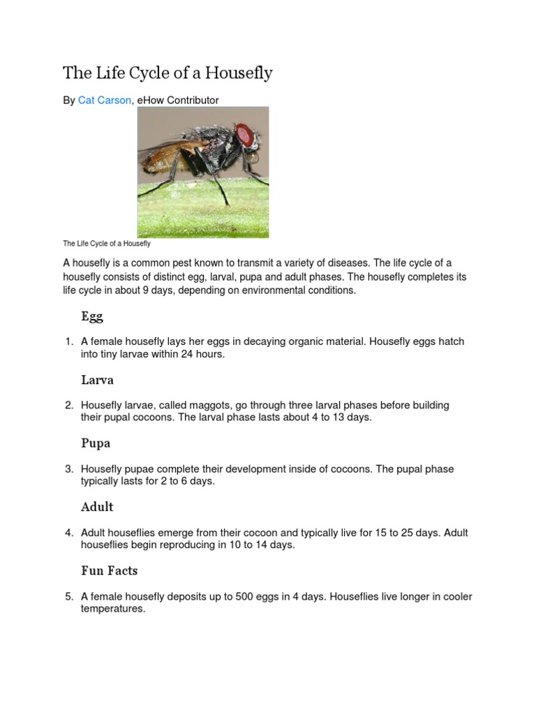 Housefly Life Cycle Explained | PDF | Pupa | Insects