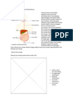 Fungsi Sistem Pencernaan Pada Manusia