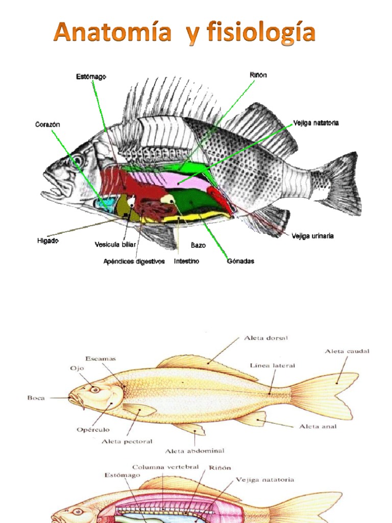 Anatomia Pez Pescado Digestión