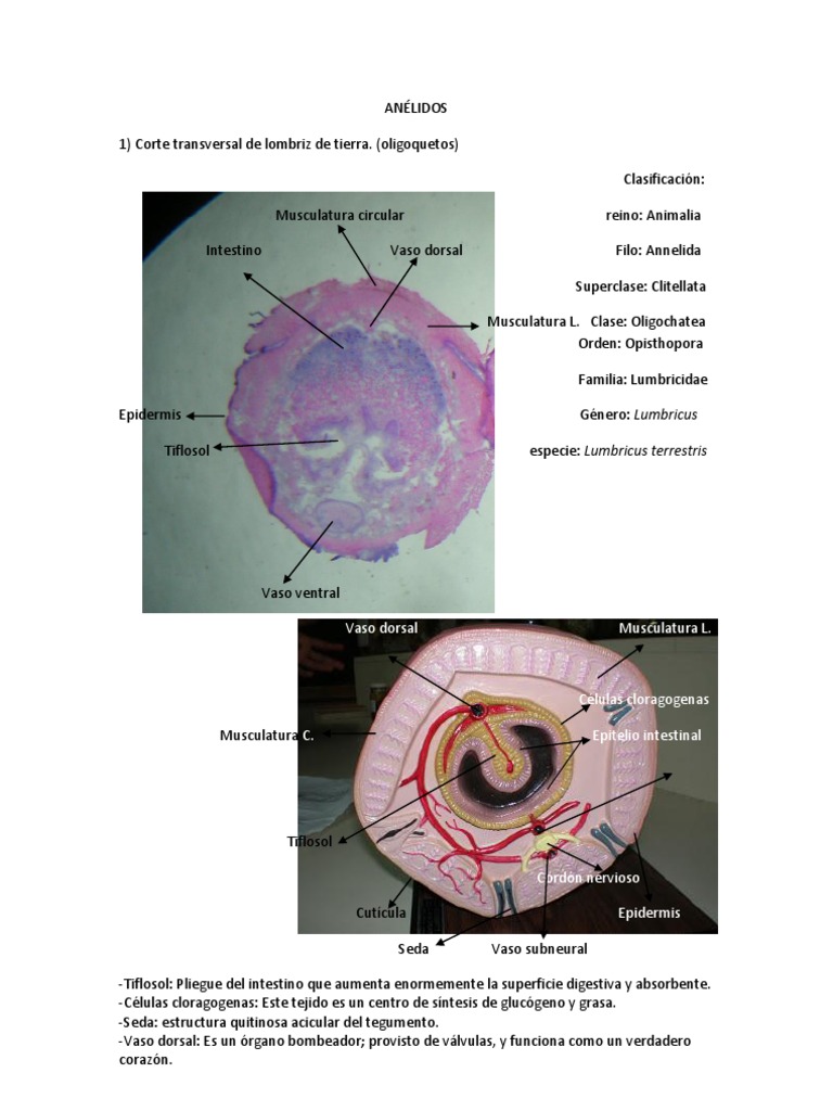 Los animales invertebrados, image size:768x1024