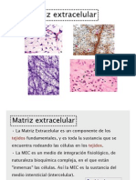 3 Matriz Extracelular