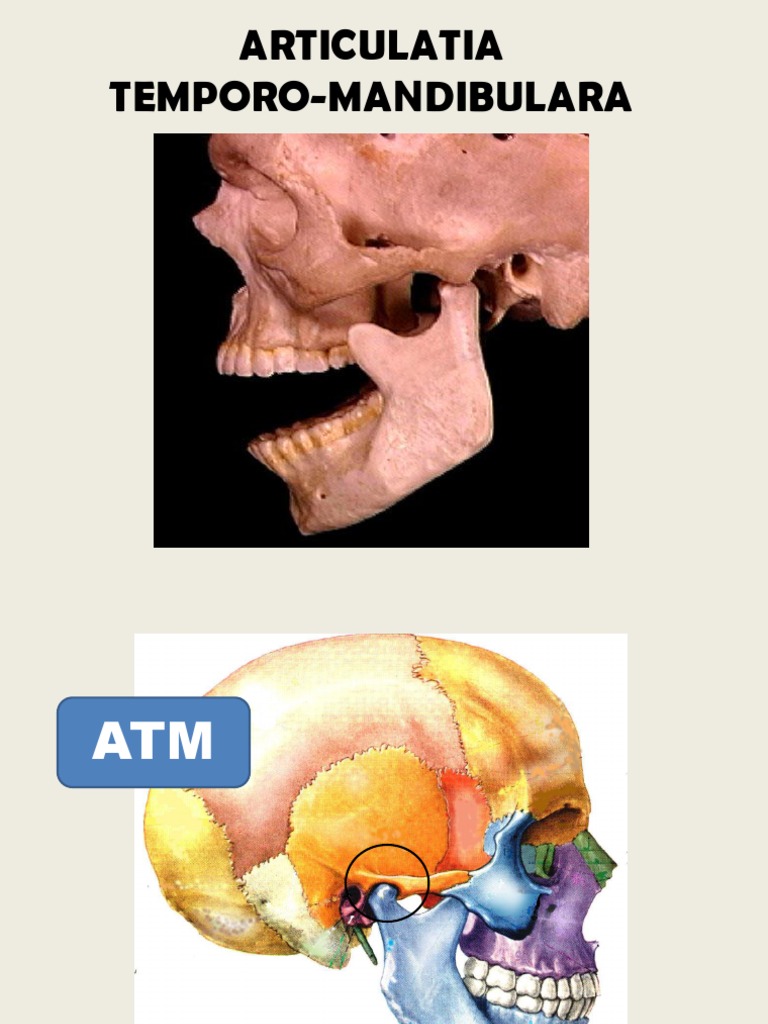 articulatia temporo mandibulara anatomie