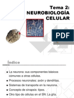 Neurobiologia Celular