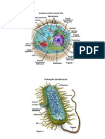 Prokaryotic Cell and Eukaryotic Cell