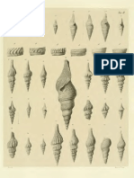 I Molluschi Dei Terreni Terziari Del Piemonte e Della Liguria L. Bellardi, 1877 - PARTE 2 - Paleontologia Malacologia - Conchiglie Fossili Del Pliocene e Pleistocene