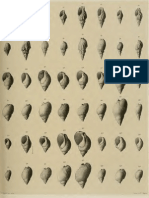 I Molluschi Dei Terreni Terziari Del Piemonte e Della Liguria L. Bellardi, 1882 - PARTE 3 - Paleontologia Malacologia - Conchiglie Fossili Del Pliocene e Pleistocene