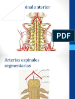 Arteria Espinal Anterior