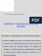 Anatomiayfisiologiadelintestinodelgado 100703114405 Phpapp01