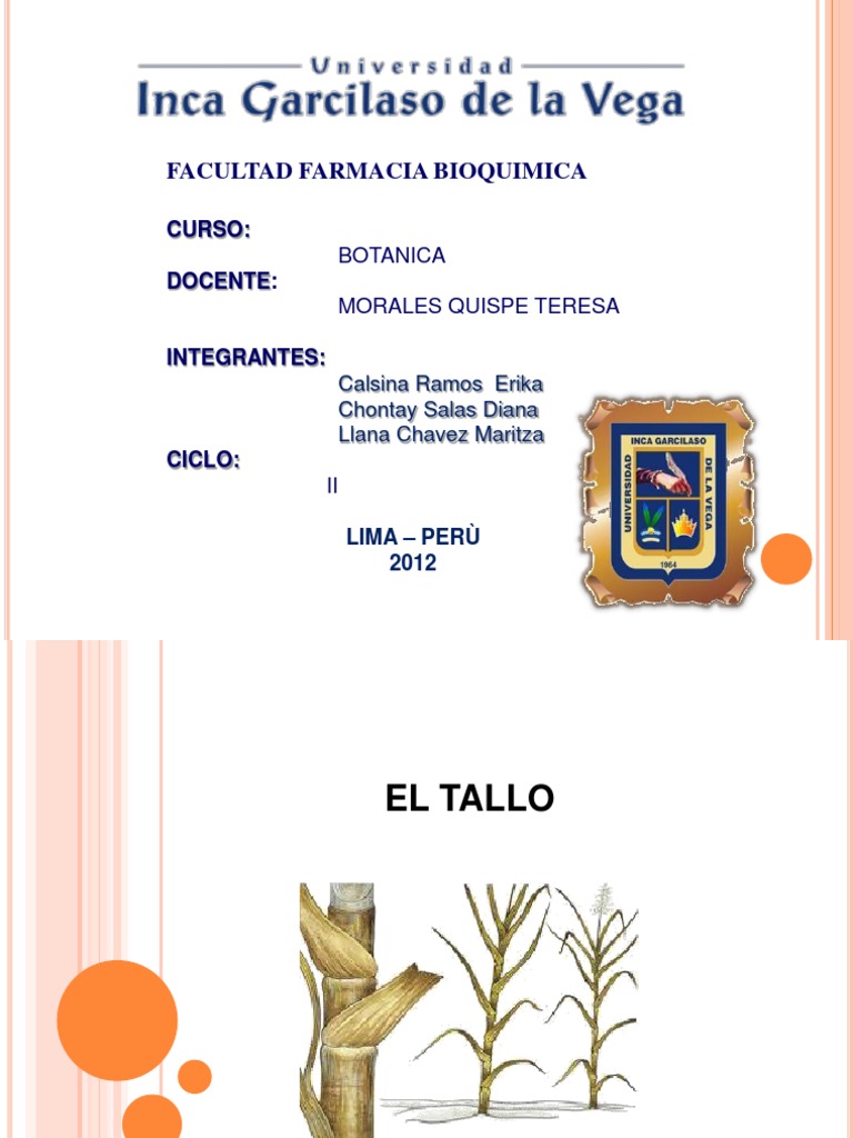 Morfología y Tipos de Tallo en Botánica | PDF | Tallo de la planta ...